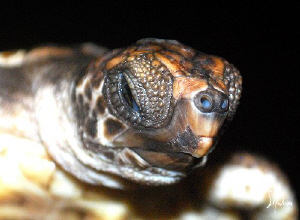 Baby Hawksbill Turtle soon to be released. These babies w... by Steven Anderson 